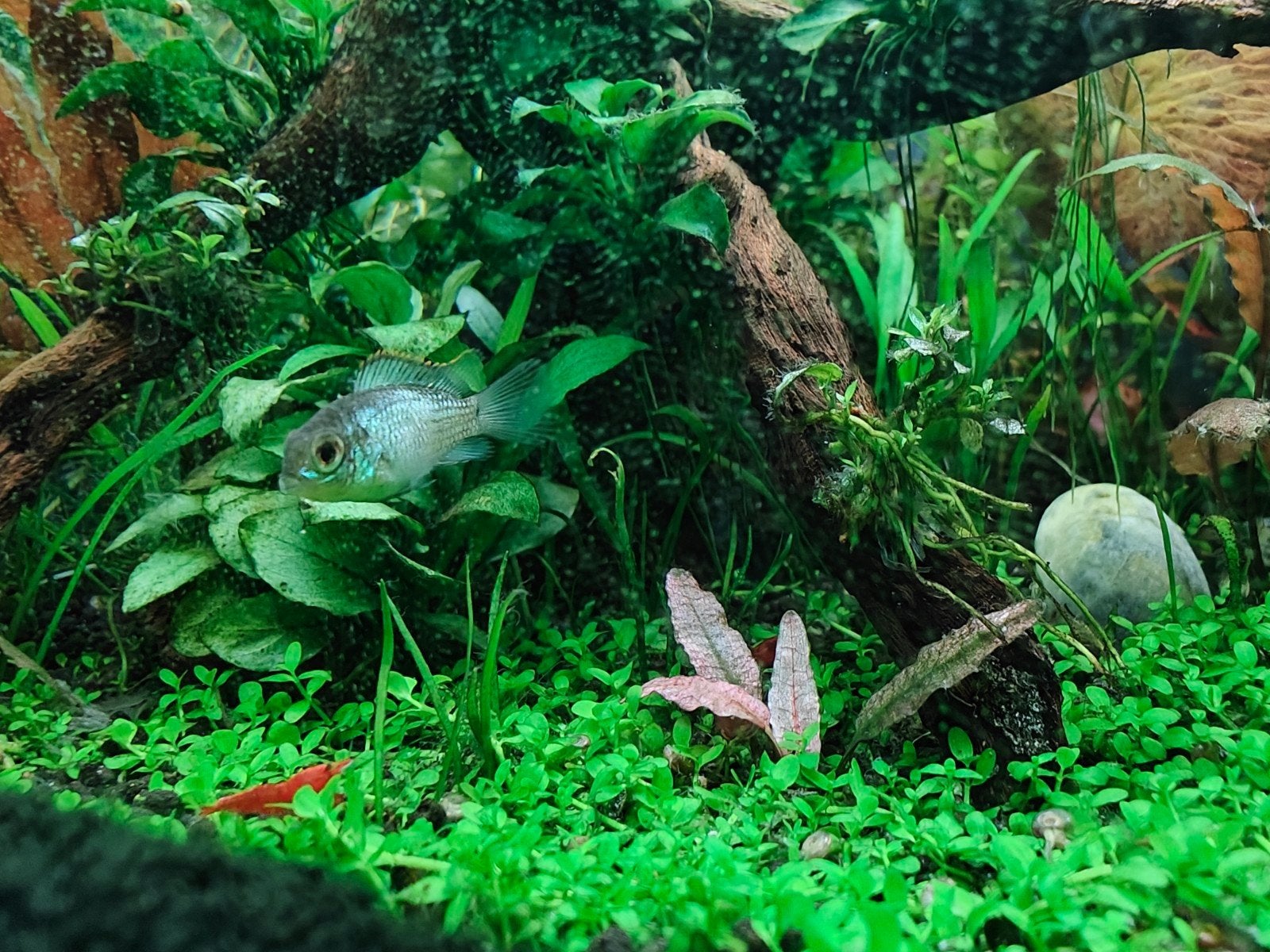 Electric Blue Acara, Vis