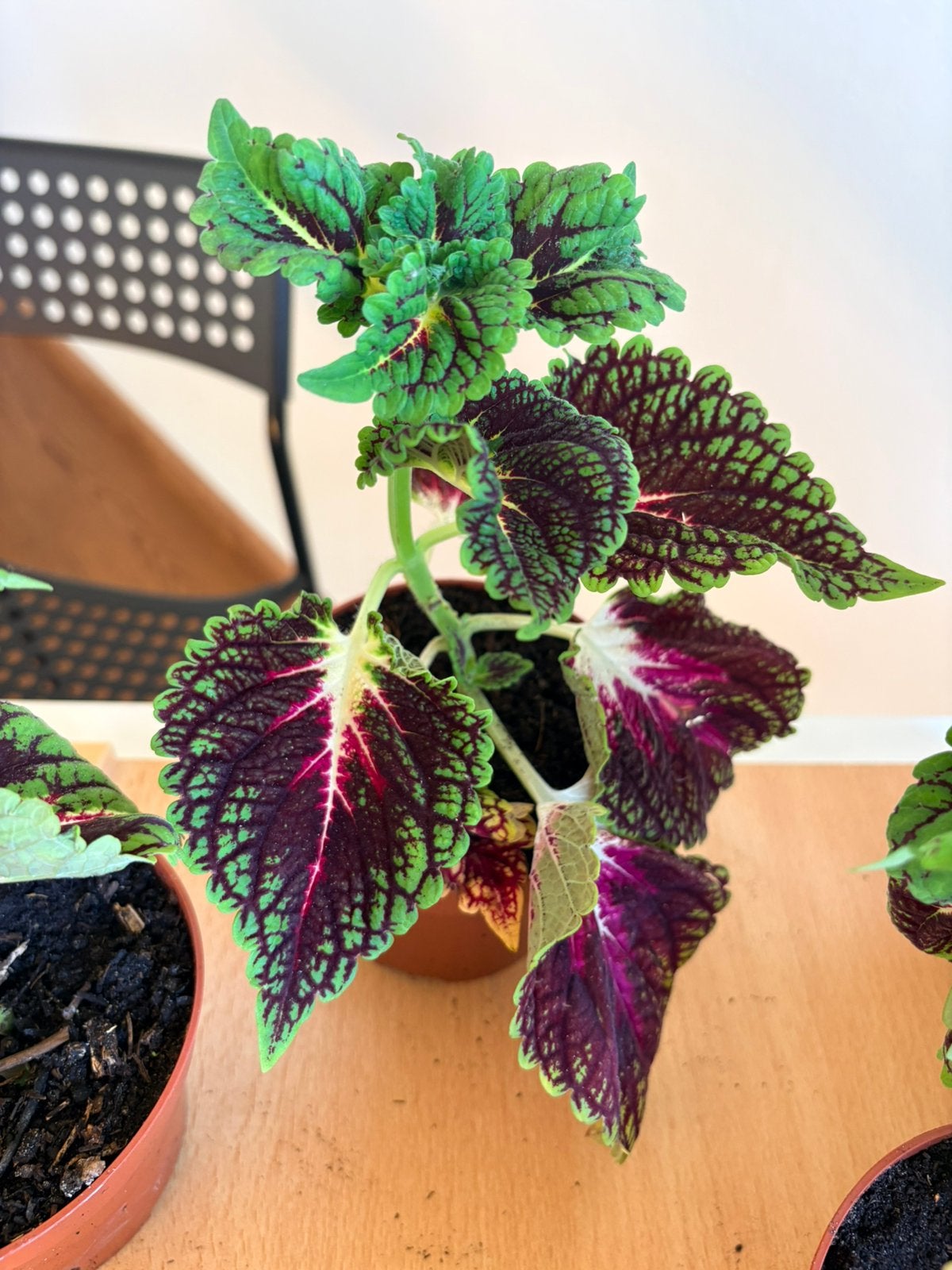 Siernetel (coleus), Ophalen, Halfschaduw, Minder dan 100 cm