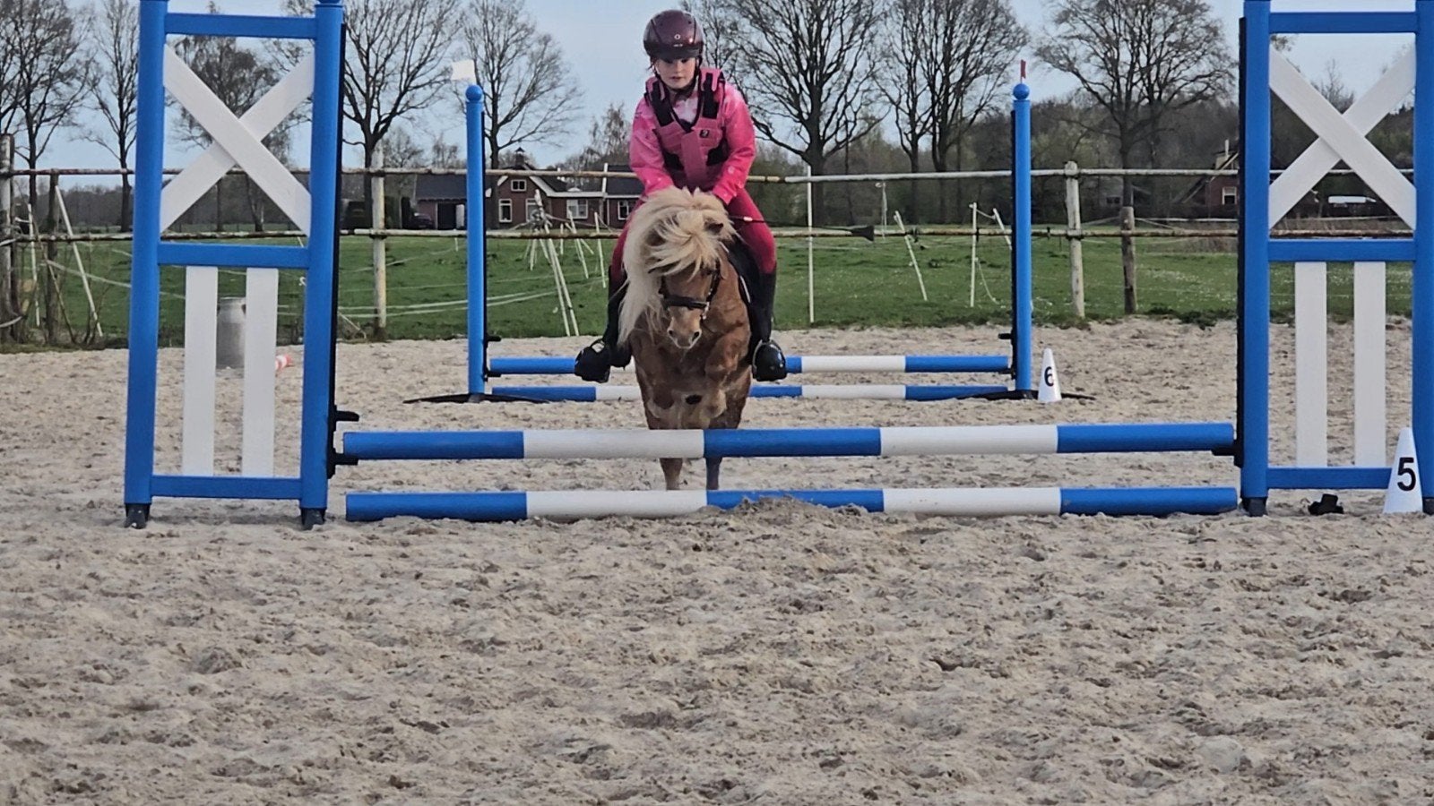 mini paard AMHA X SHETLANDER, Dieren en Toebehoren, Pony's, Ruin, B, A pony (tot 1.17m), Recreatiepony, 7 tot 10 jaar, Met stamboom