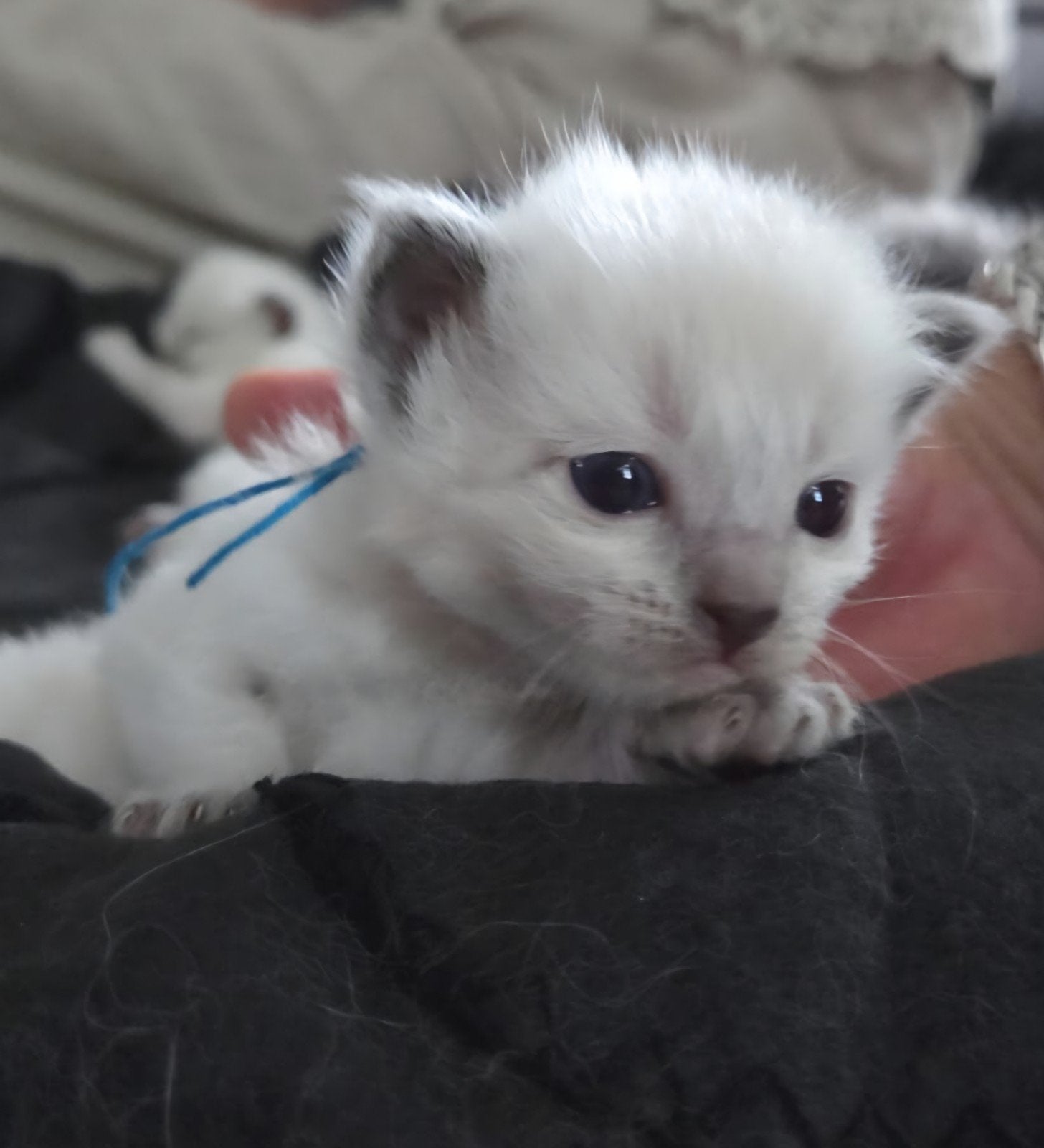 Ragdoll kittens, Meerdere dieren