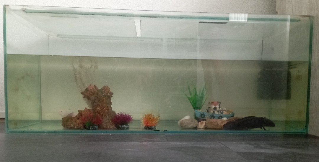 Aquarium 100/40/40, Dieren en Toebehoren, Ophalen, Leeg aquarium