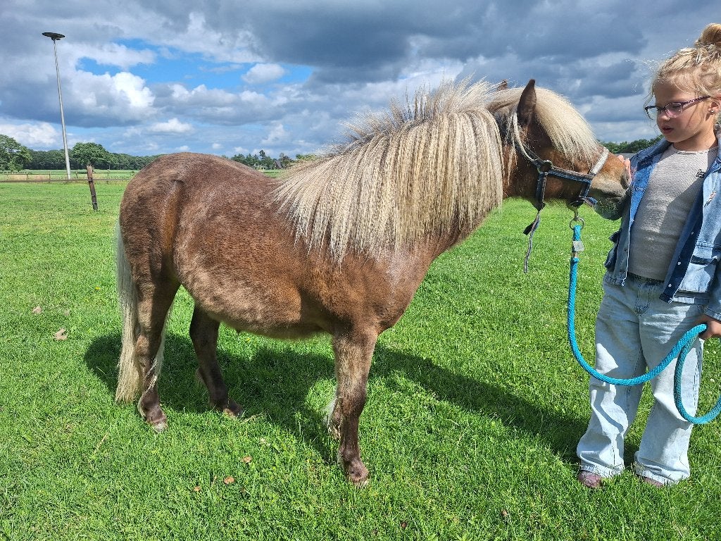 Chique hengstje (silverkleur), Dieren en Toebehoren, Pony's, Hengst, Onbeleerd, A pony (tot 1.17m), Recreatiepony, 0 tot 2 jaar