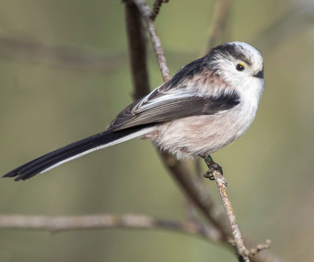 GEZOCHT koppel mezen, Meerdere dieren, Wildzangvogel, Geringd