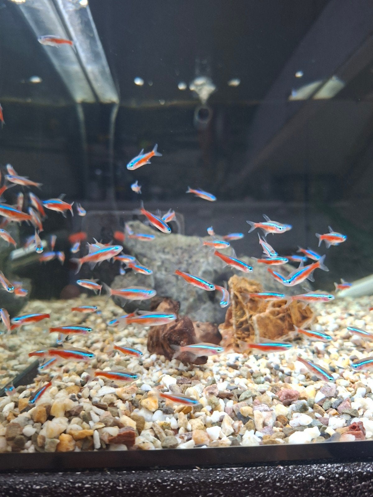 Kardinaal tetra, Dieren en Toebehoren, Vissen | Aquariumvissen, Vis