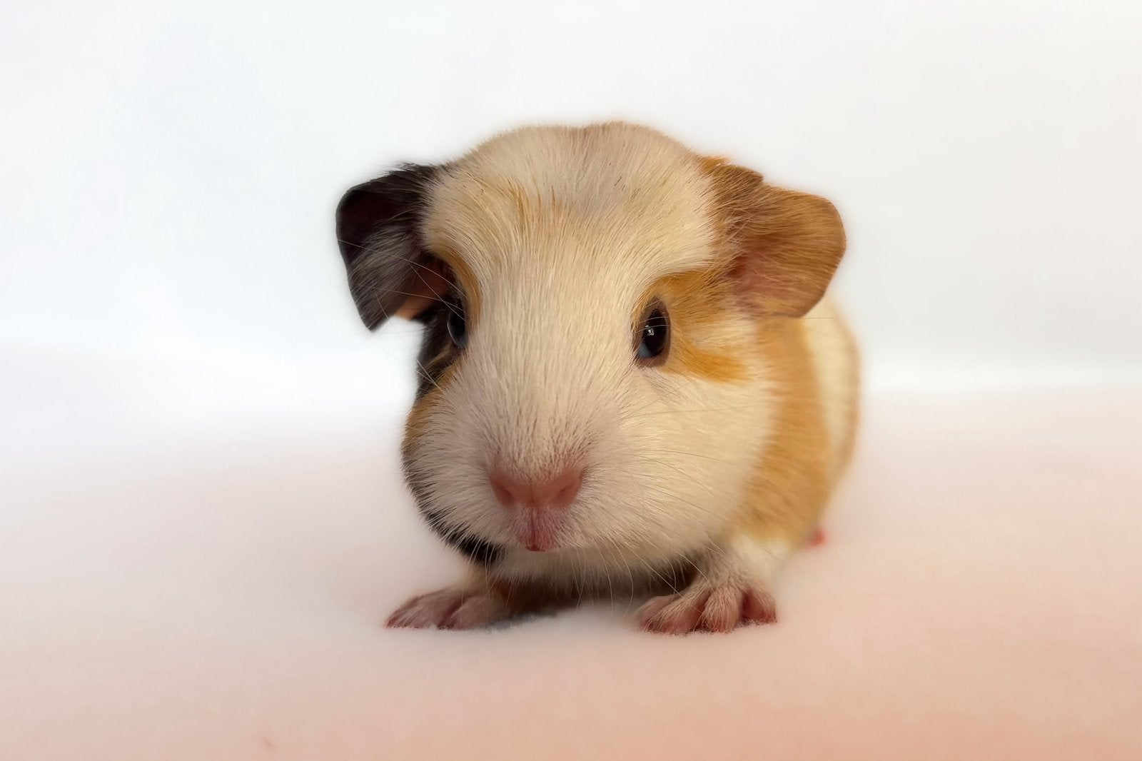 Lief choco-crème-wit engelsgekruind beertje, Dieren en Toebehoren, Cavia, Augustus, Mannelijk, Tam
