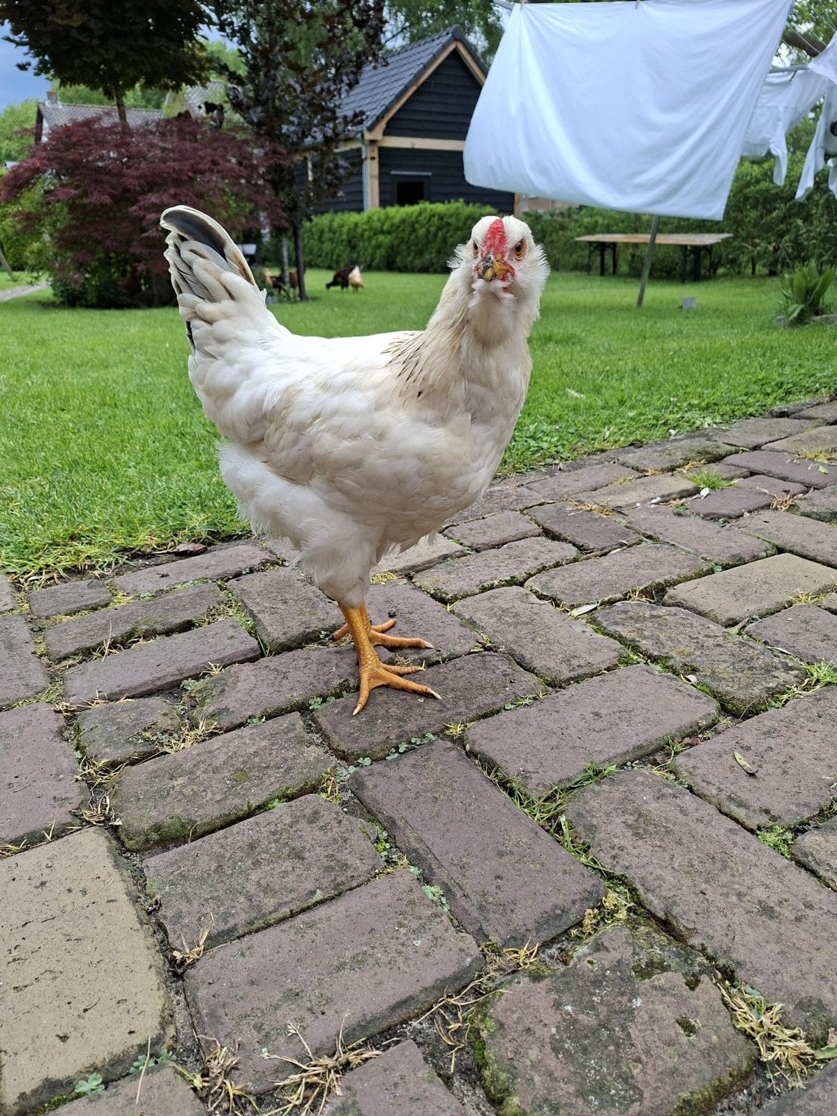 Gratis witte jonge Haan, Dieren en Toebehoren, Mannelijk, Kip