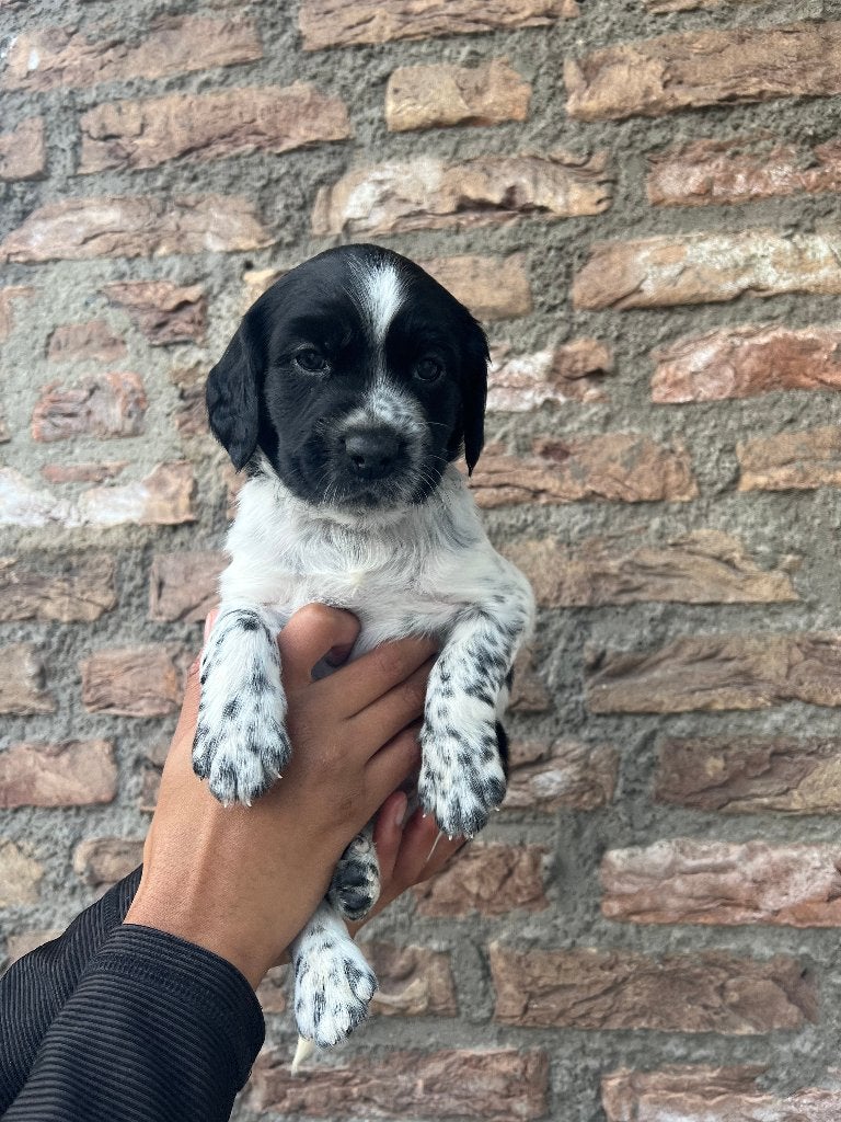 Heidewachtel pups te koop, Overige rassen, 8 tot 15 weken, Meerdere, Meerdere dieren