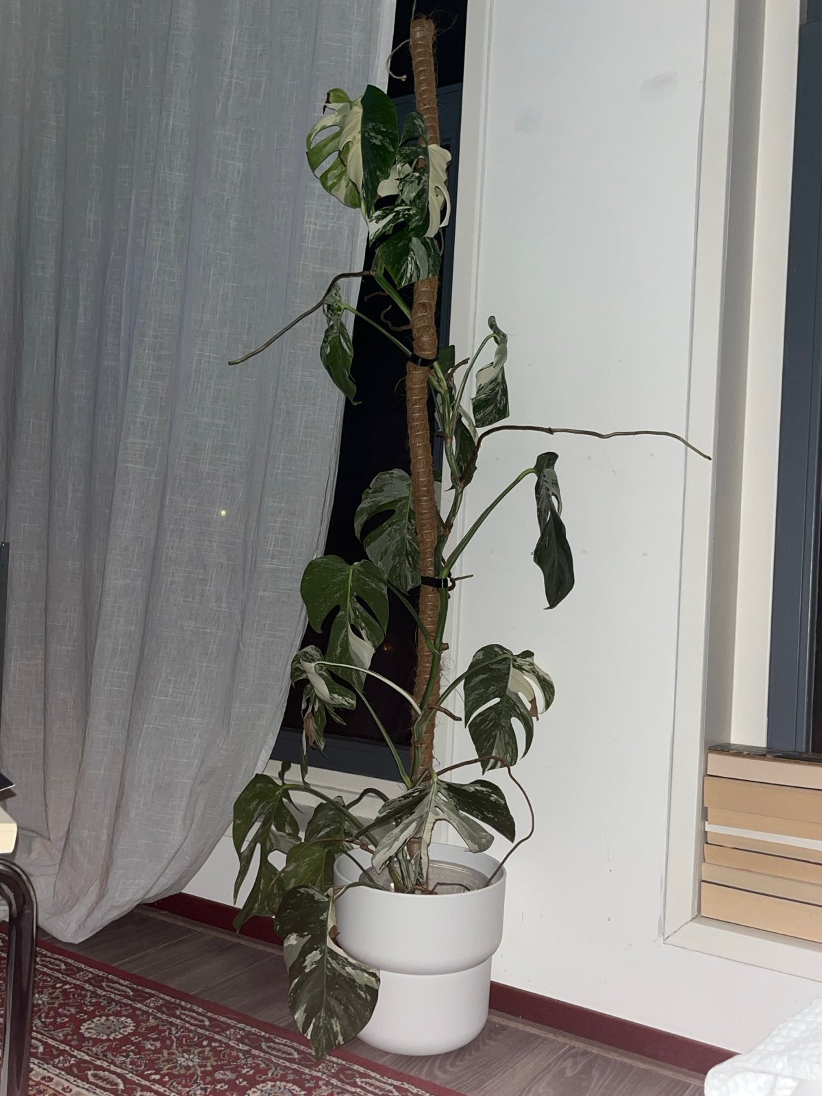 Monstera Variegata inclusief pot - 120cm hoog, Ophalen, 100 tot 150 cm, Overige soorten, Halfschaduw