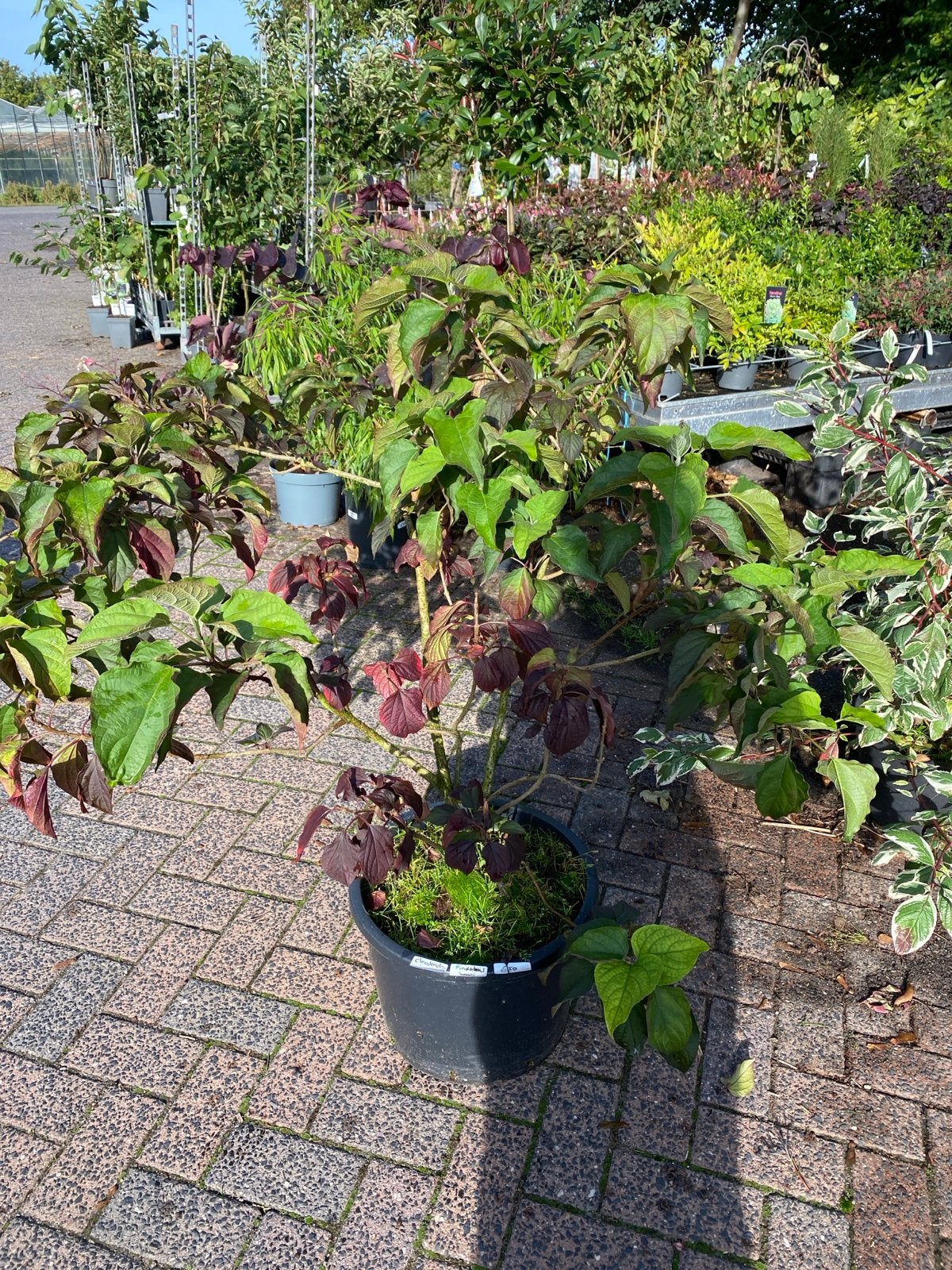 Cleodendron pindakaas boom - Unieke bloeiende struik, Tuin en Terras, Overige soorten, 100 tot 250 cm, Zomer, Ophalen