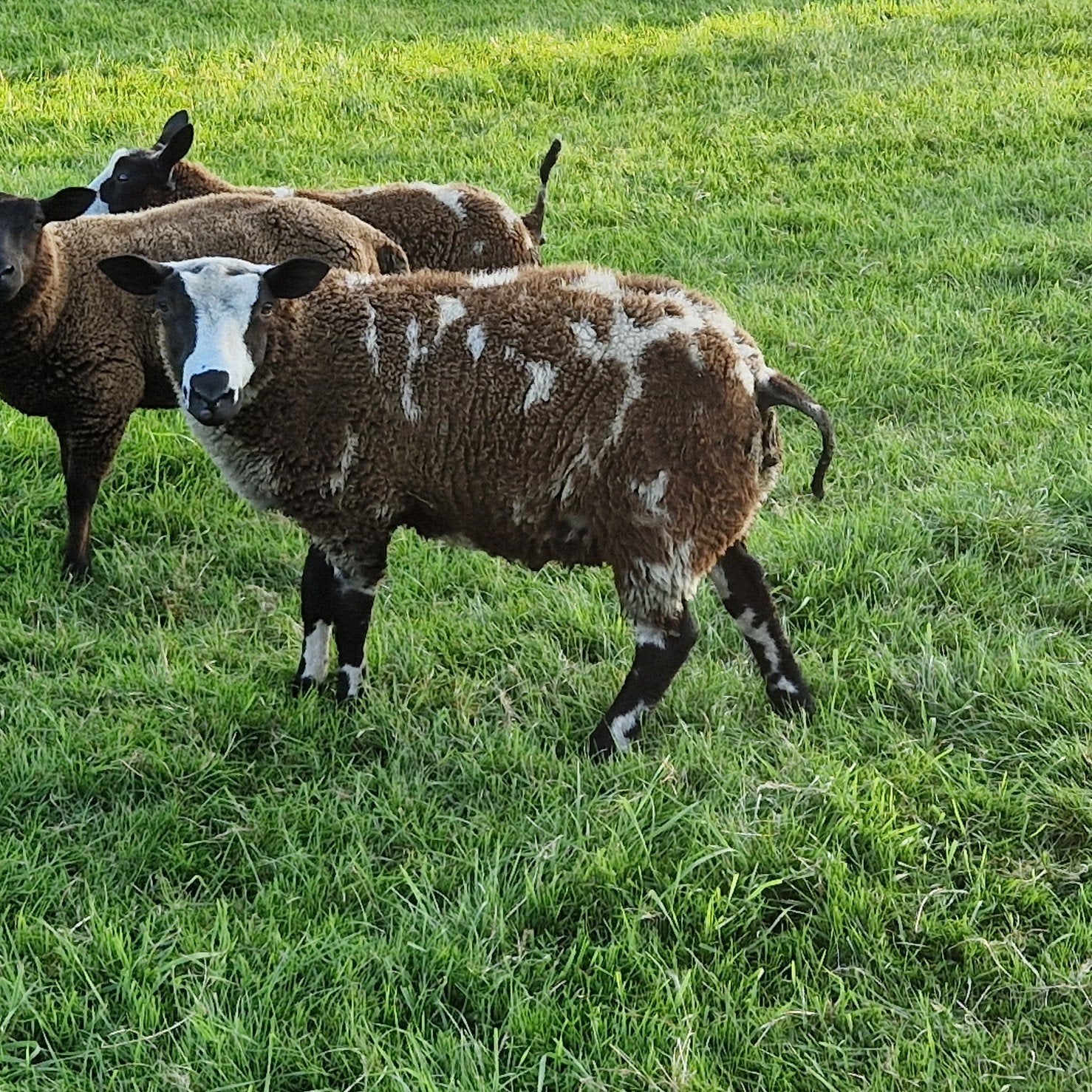 bonte dekram, Dieren en Toebehoren, Mannelijk, Schaap