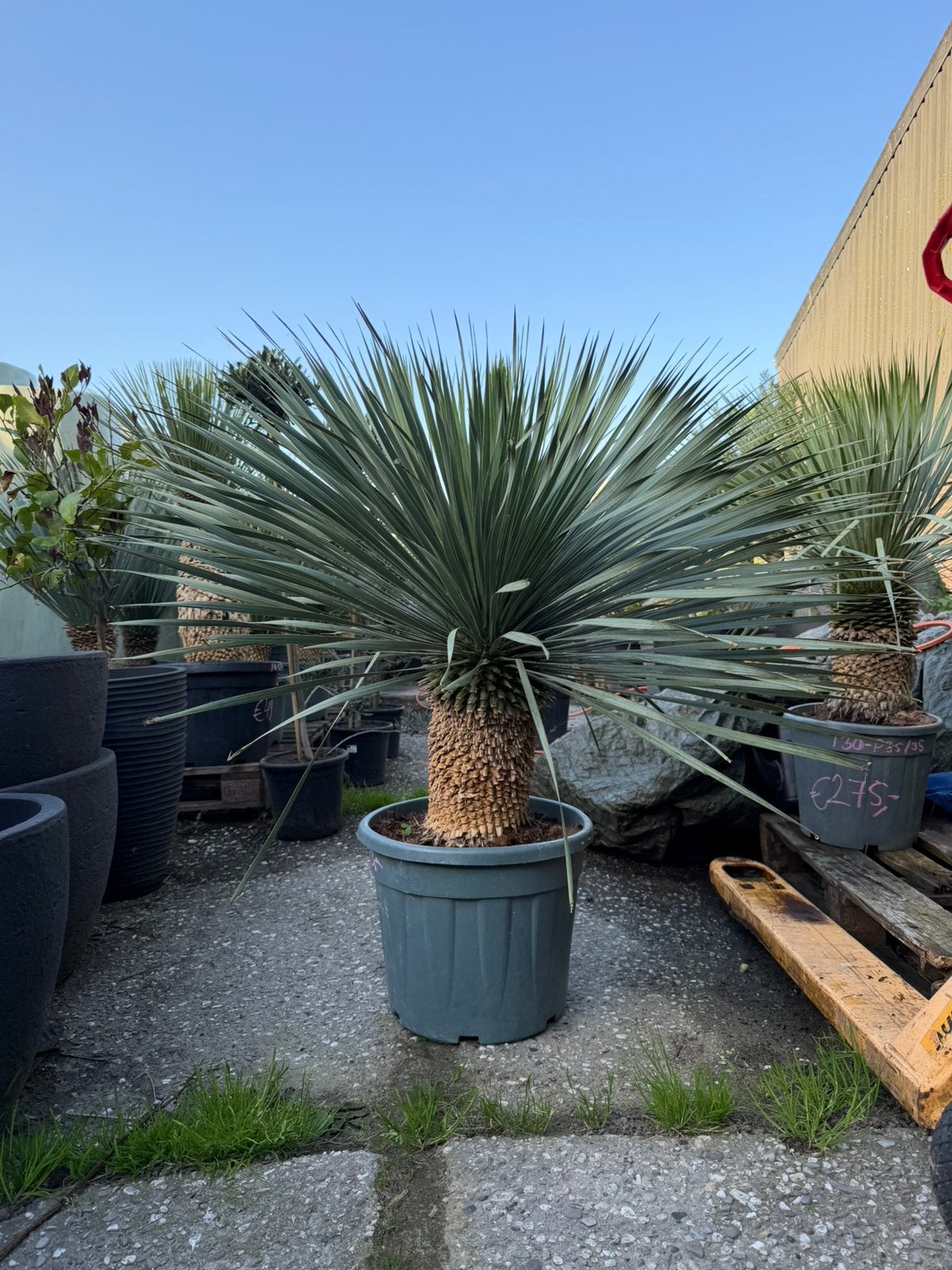 Yucca rostrata volle kroon XL, Tuin en Terras, Planten | Bomen, Volle zon, Ophalen of Verzenden, 100 tot 250 cm, Zomer