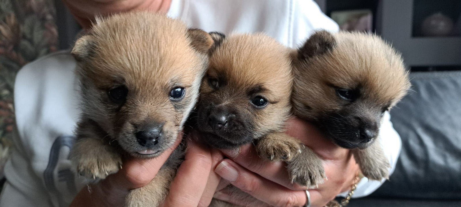 Jack a ranian pups Jack Russel x Pomeranian, Dieren en Toebehoren, Honden | Jack Russells en Terriërs, Jack Russell Terriër, 8 tot 15 weken