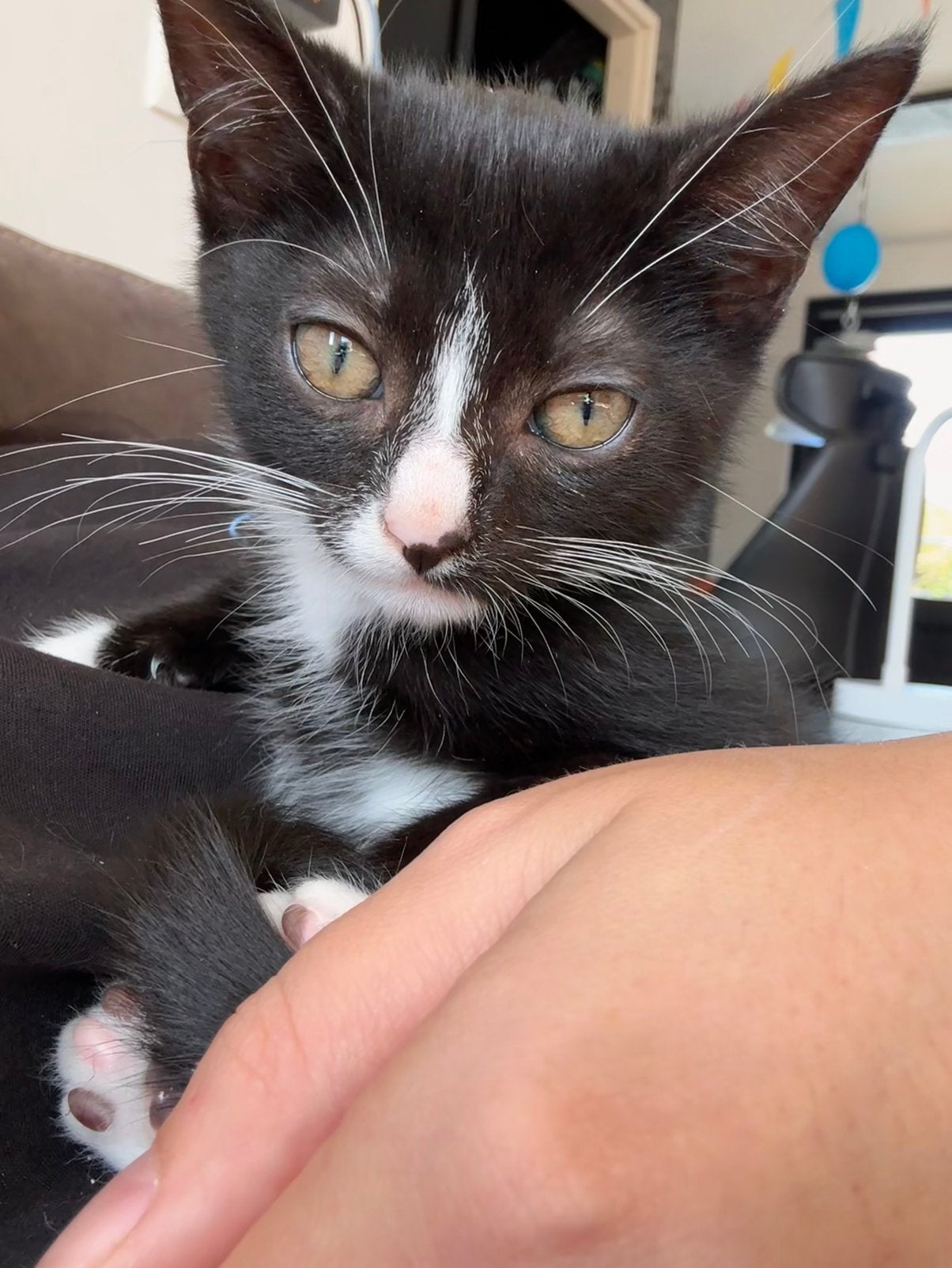 Lieve kittens deels maine coon, Dieren en Toebehoren, Meerdere dieren, Ontwormd, 0 tot 2 jaar