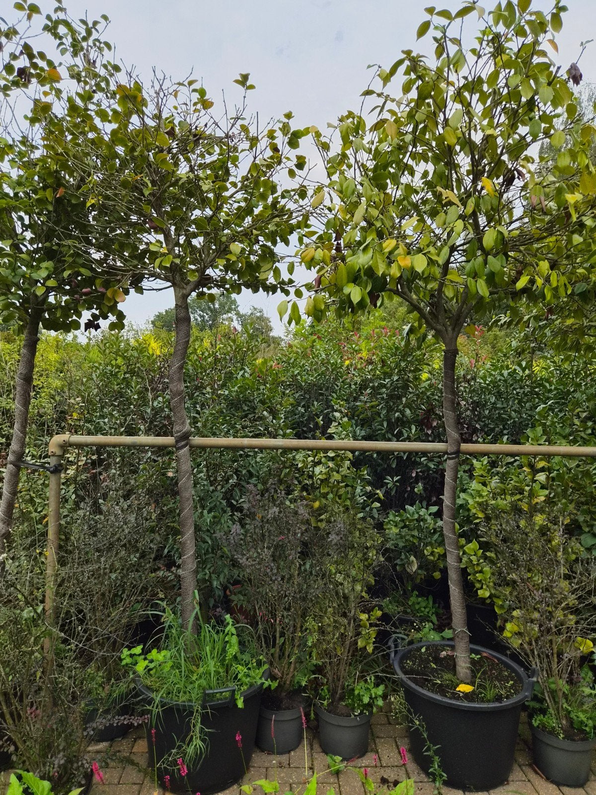 Camellia Japonica - Japanse Roos hoogstam, Overige soorten, Vaste plant, Ophalen of Verzenden, Halfschaduw