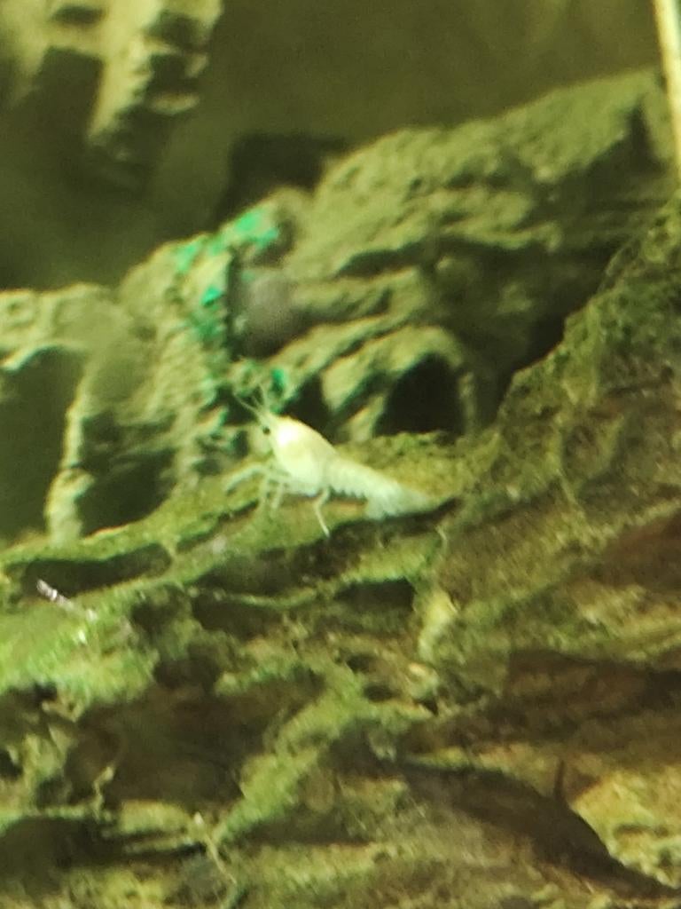 Jonge kreeften kruising  rode moederkreeft en witte vader., Dieren en Toebehoren, Vissen | Aquariumvissen, Vis