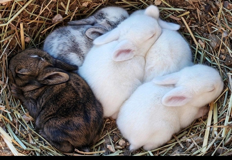 BABYKONIJNTJES TE KOOP 

Prachtige babykonijntjes van 5