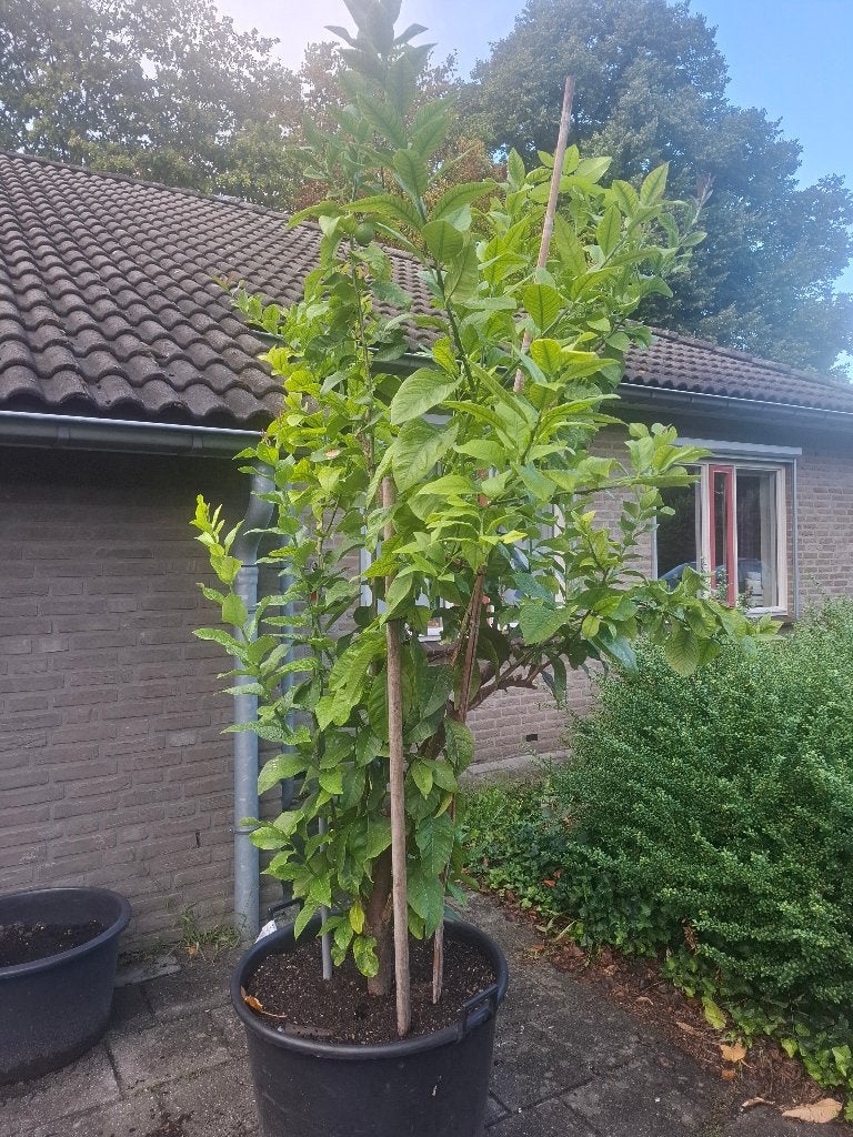CITROENBOOM, Ophalen, Volle zon, In pot, Citroenboom