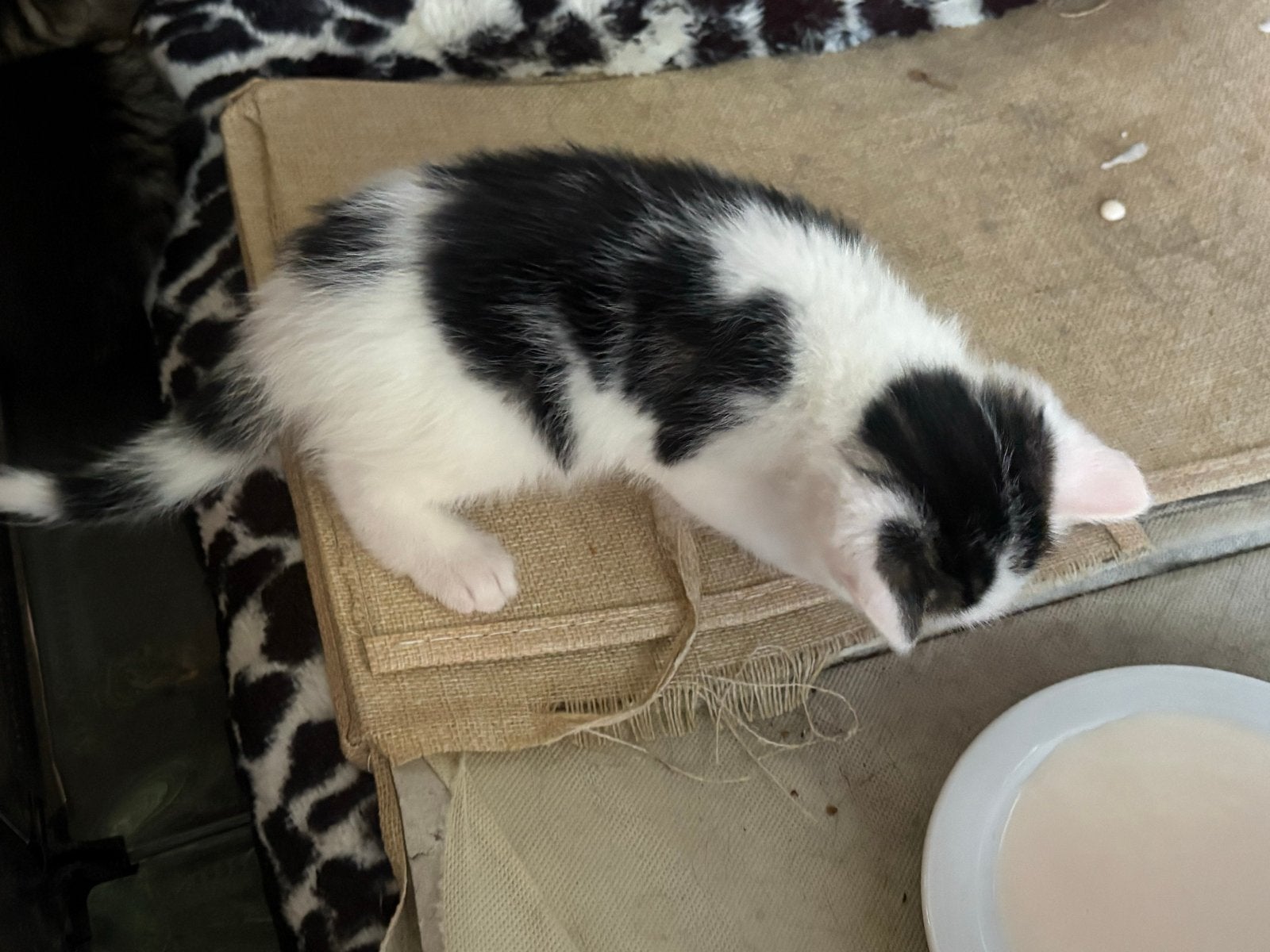 4 kittens.  Zoeken nog een baasje, Meerdere dieren, Kortharig, 0 tot 2 jaar
