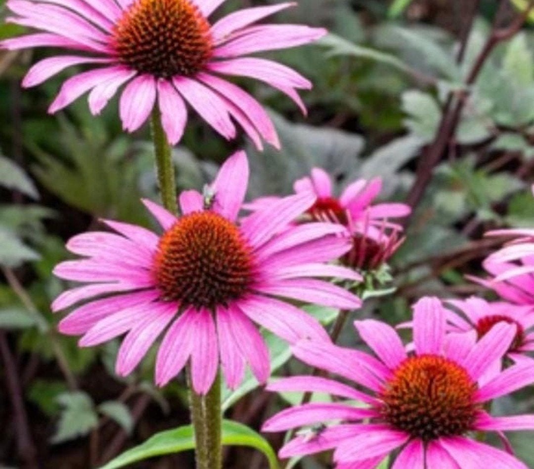 Echinacea purpurea 'Magnus' P9 - Rode Zonnehoed, Ophalen of Verzenden, Vaste plant, Overige soorten, Volle zon