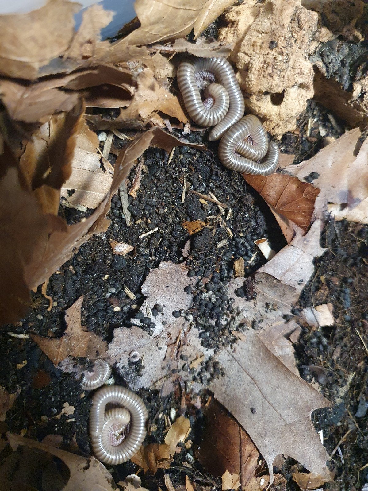 Te koop Telodeinopus Aouti miljoenpoten, Dieren en Toebehoren, 0 tot 2 jaar
