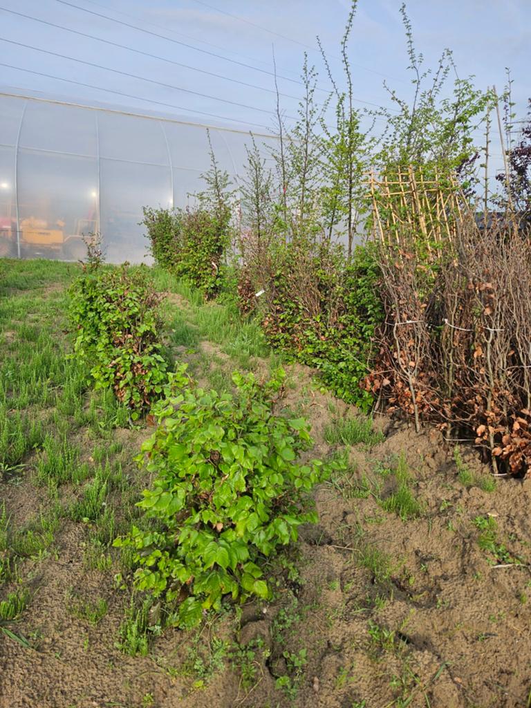 Bomenopruiming. Gratis ophalen. Beuken uit de kuilhoek, Tuin en Terras, Planten | Struiken en Hagen, Ophalen, Beukenhaag