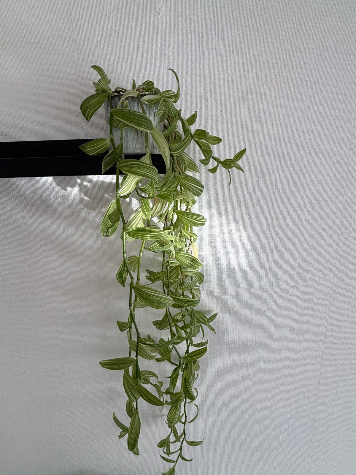 Hangplant, Ophalen of Verzenden, In pot, Halfschaduw, Minder dan 100 cm