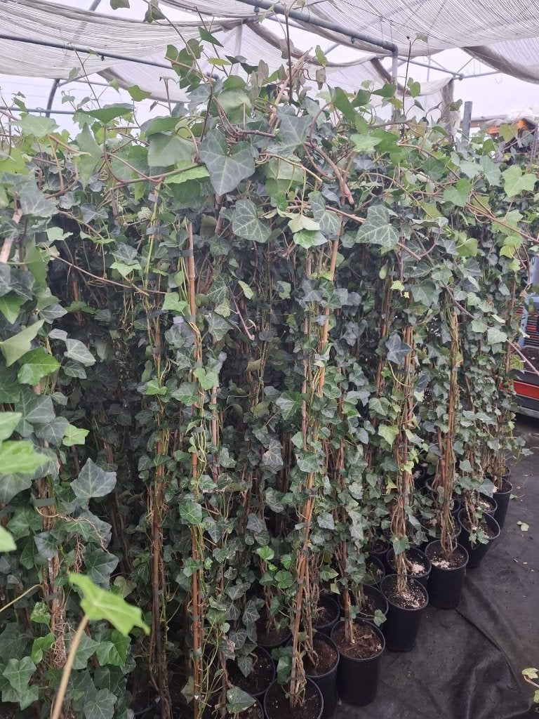 hedera hibernica 150, Ophalen, Vaste plant, Bloeit niet, Halfschaduw