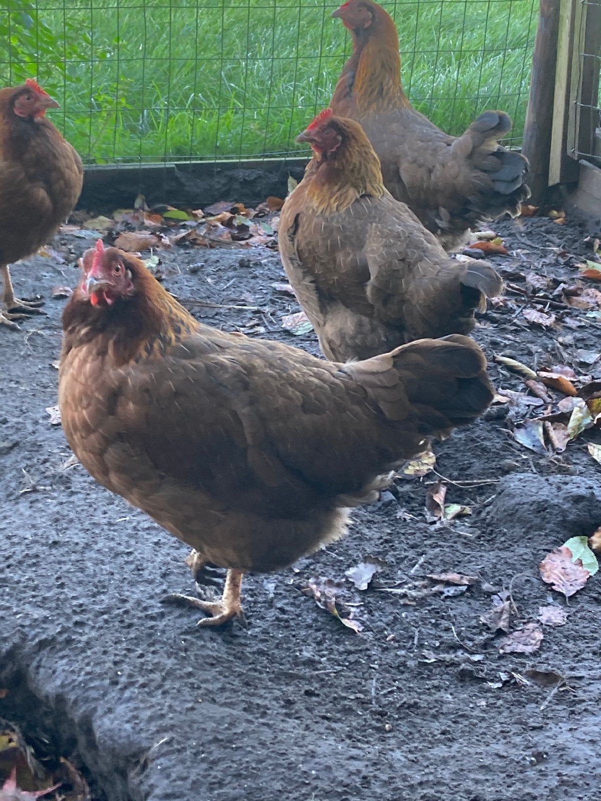 Te koop welsummer kriel hen en haan, Dieren en Toebehoren, Meerdere dieren, Kip