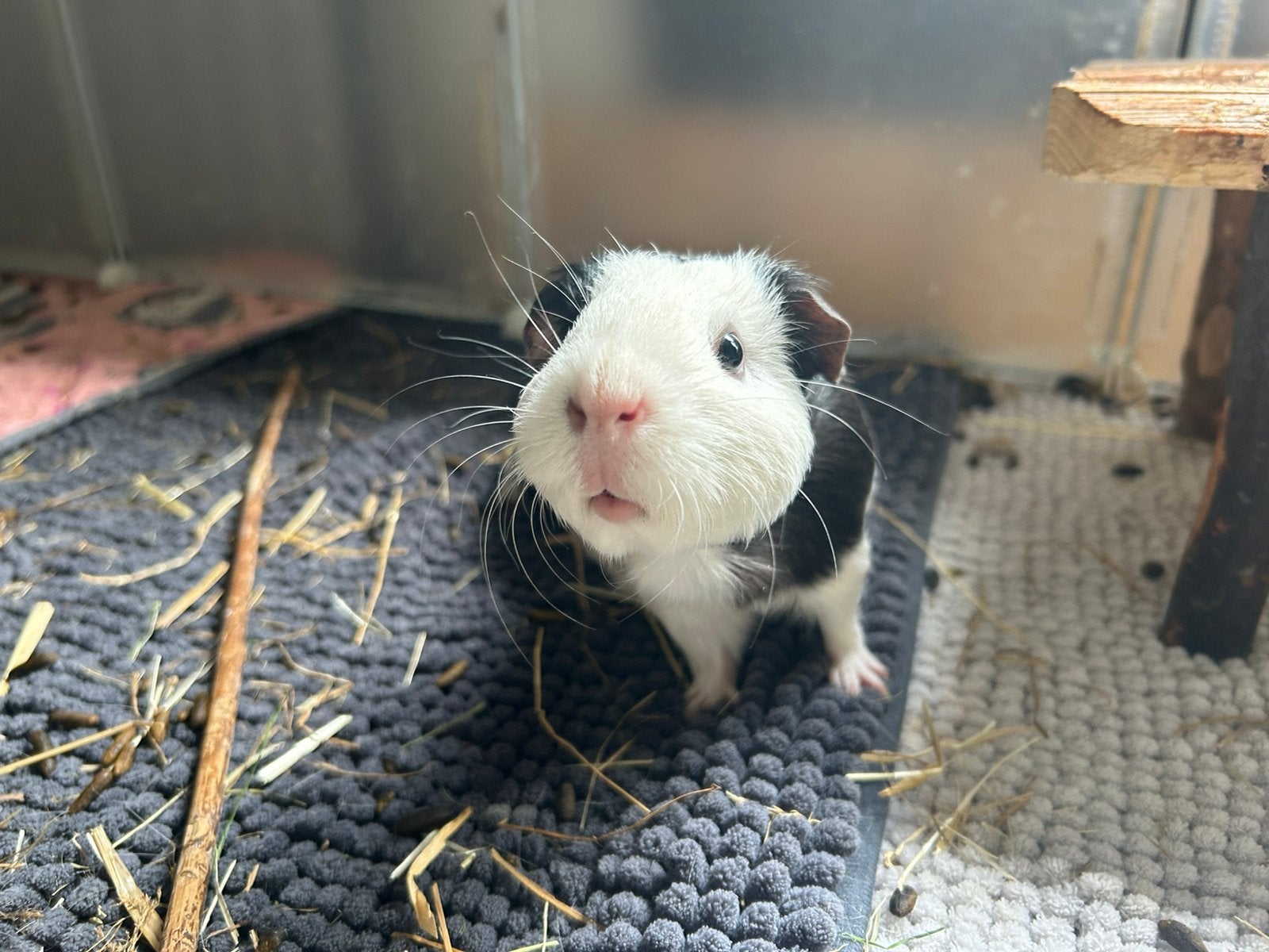 Huisdierenoppas gezocht in augustus!!, Dieren en Toebehoren, Knaagdieren, Mei, Meerdere dieren, Overige typen, Tam