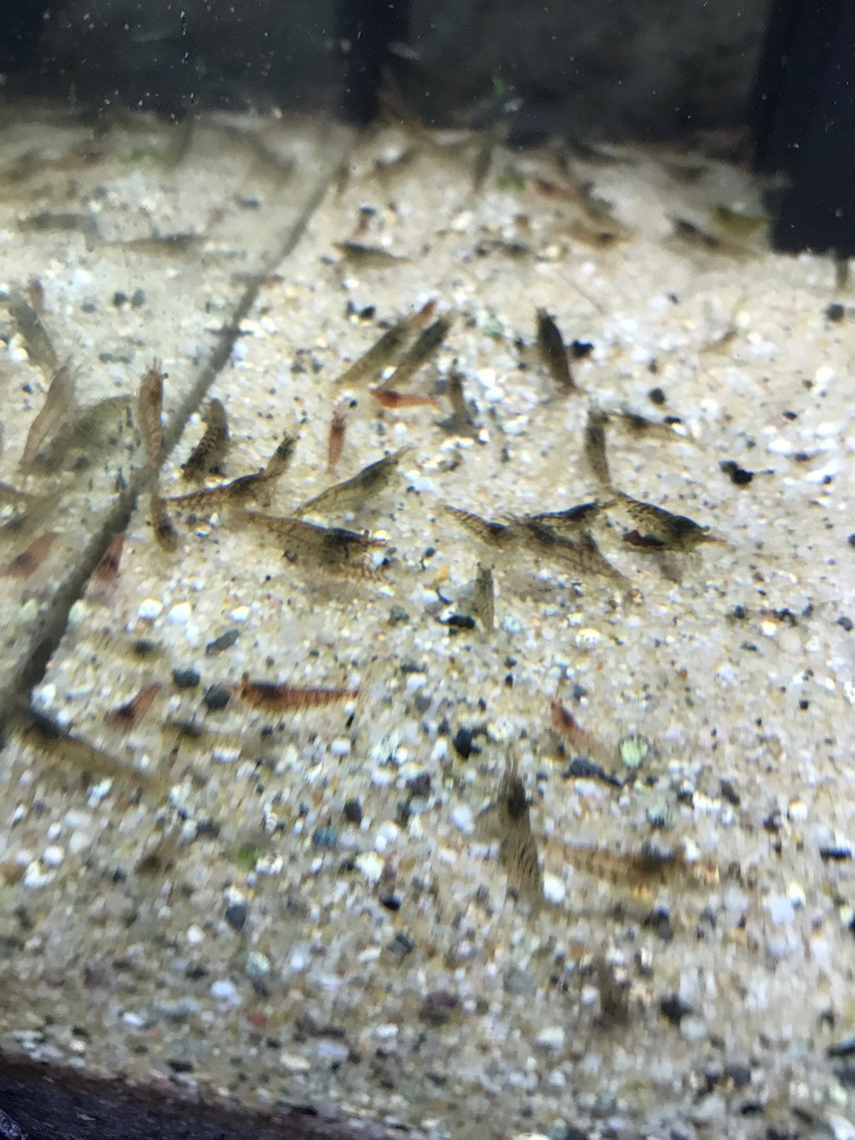 Garnalen voor opruimen en evenwicht in het aquarium., Kreeft, Krab of Garnaal