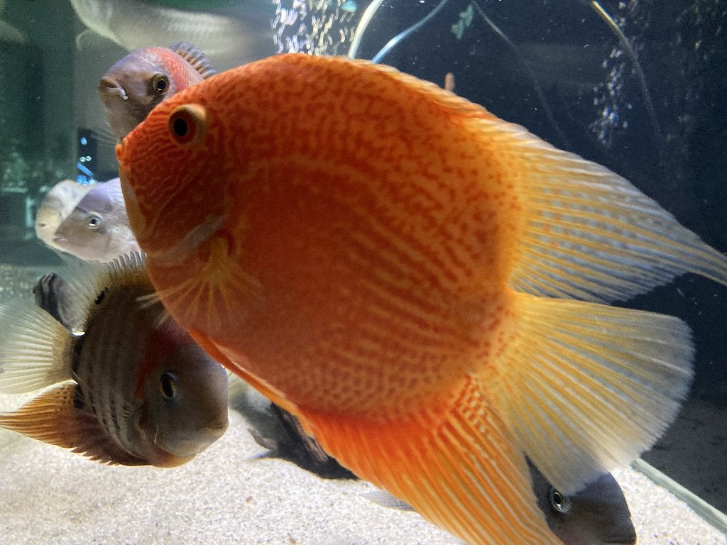 Heros Severum Red Spotted, Dieren en Toebehoren, Vissen | Aquariumvissen, Zoetwatervis, Vis