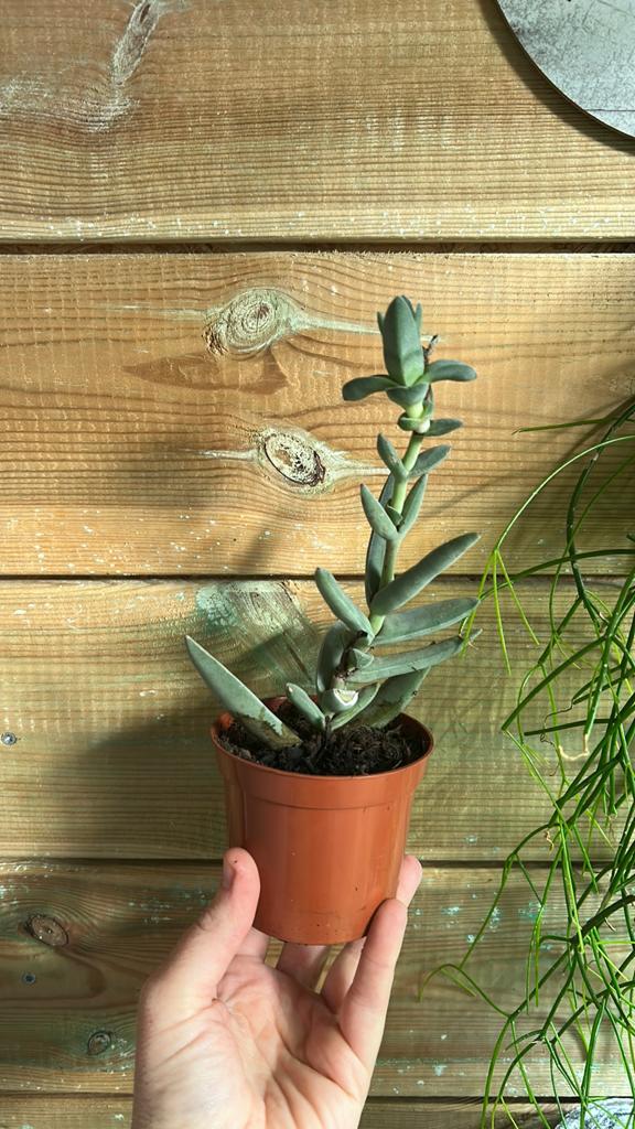 Vetplantje, Ophalen