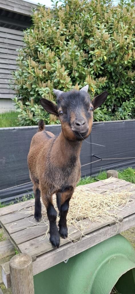 Zeer tamme jonge dwerggeit bok, Dieren en Toebehoren, Mannelijk, Geit, 0 tot 2 jaar