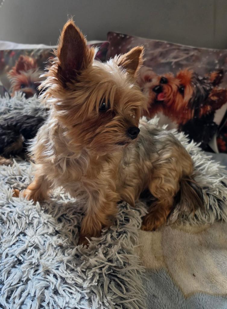 Mini york teriers puppy, Dieren en Toebehoren, Parvo, Overige rassen, 8 tot 15 weken, Meerdere
