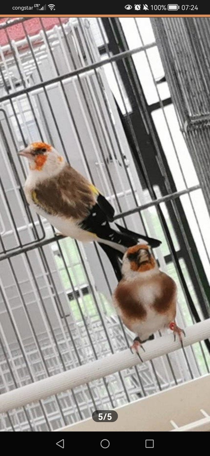 putter Major, Dieren en Toebehoren, Mannelijk, Wildzangvogel