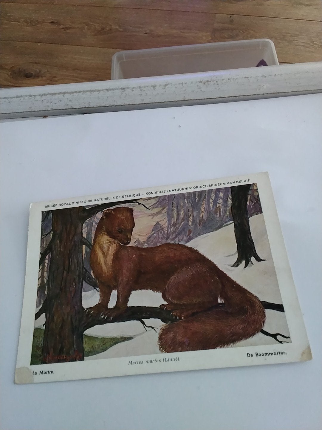 DE BOOMMARTER, Ophalen of Verzenden, Voor 1920, Overige thema's