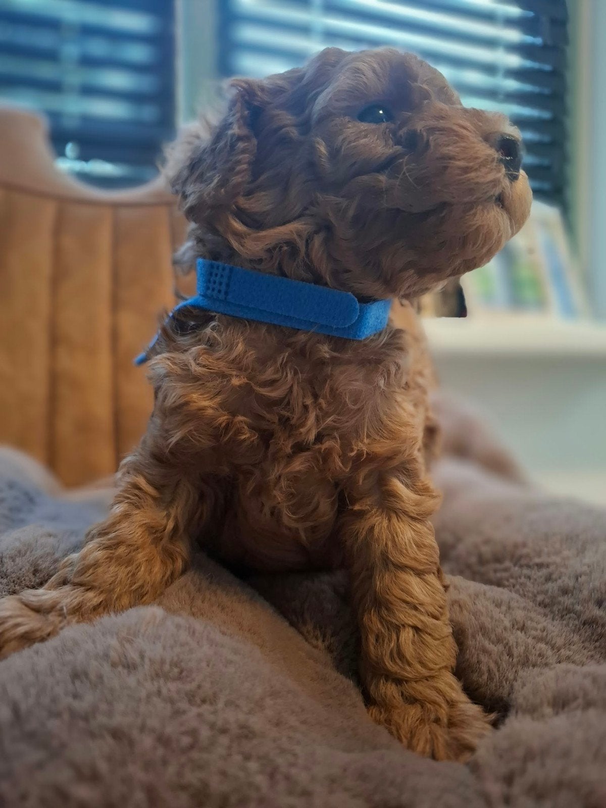 3 prachtige rode toypoedelpups, Poedel, 8 tot 15 weken, Meerdere, Meerdere dieren