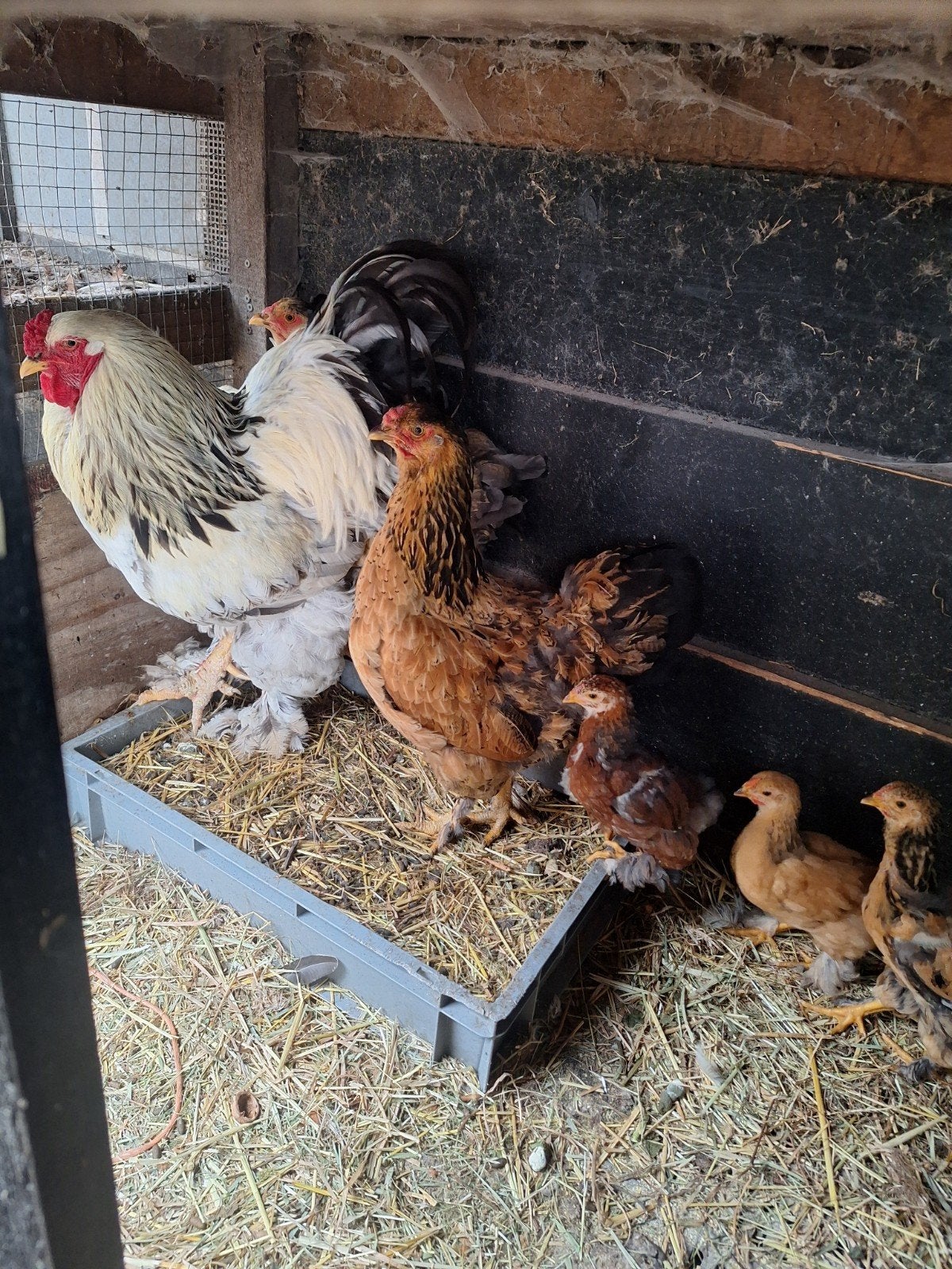 brahma kippen, Dieren en Toebehoren, Pluimvee, Vrouwelijk, Kip