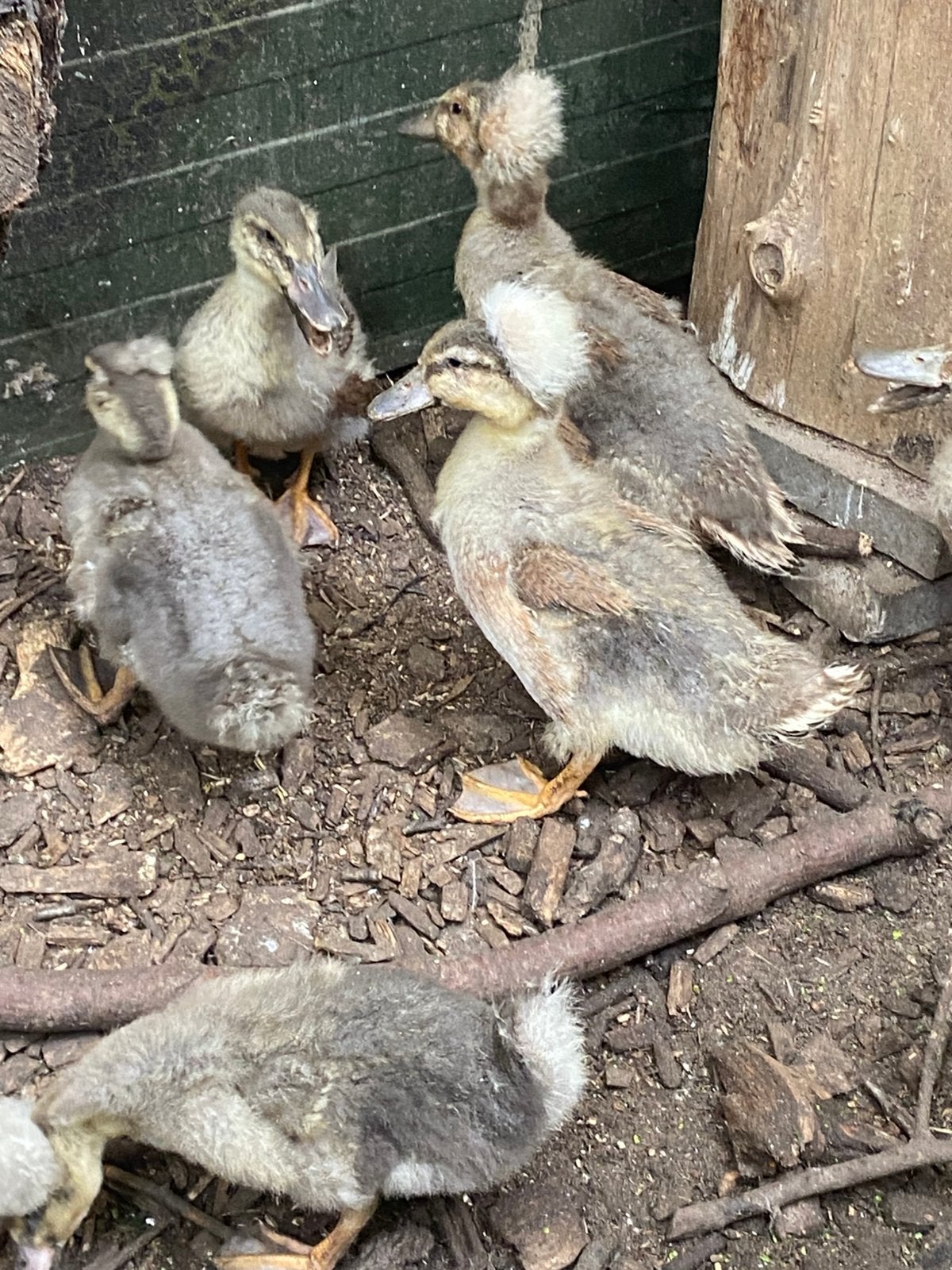 Oudhollandse kuifeenden tekoop, Dieren en Toebehoren, Meerdere dieren, Eend
