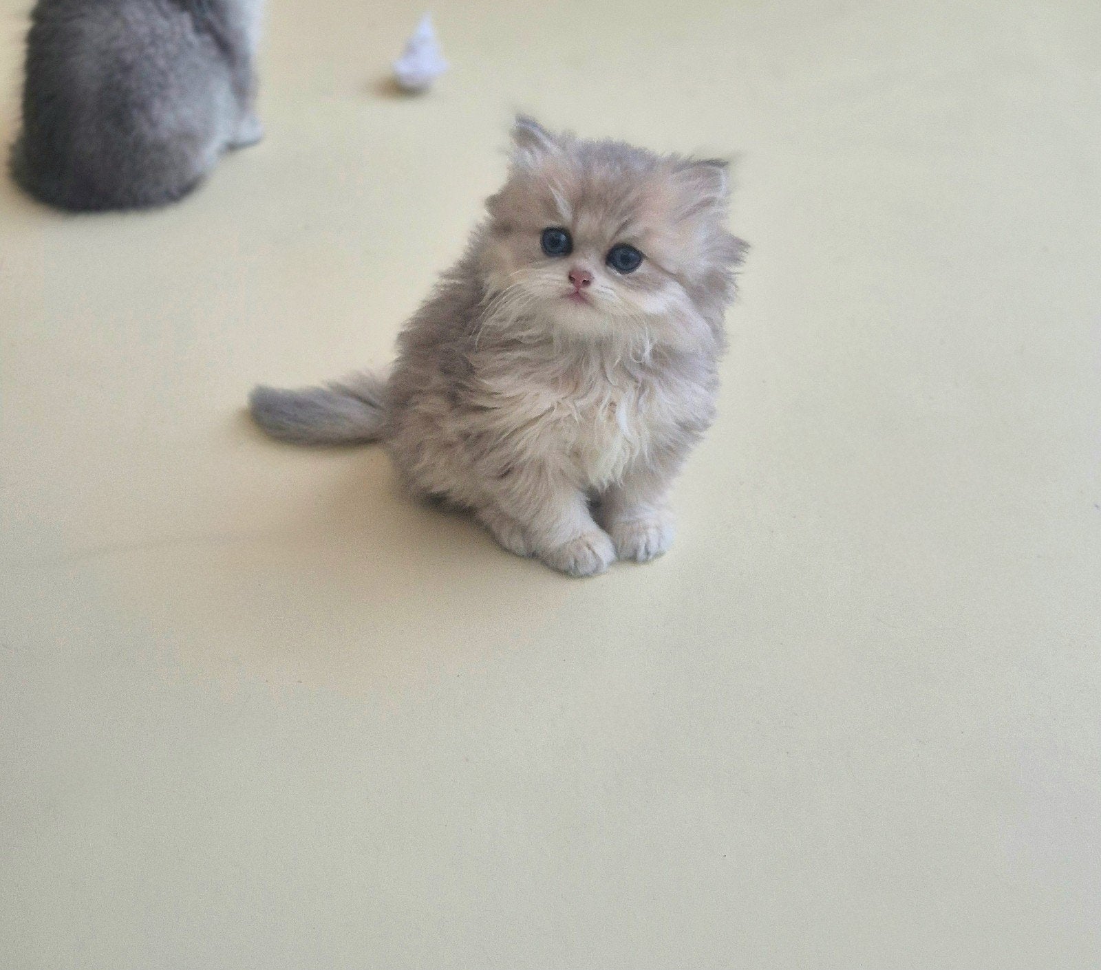 Brits kort en langhaar kittens, Meerdere dieren, Ontwormd