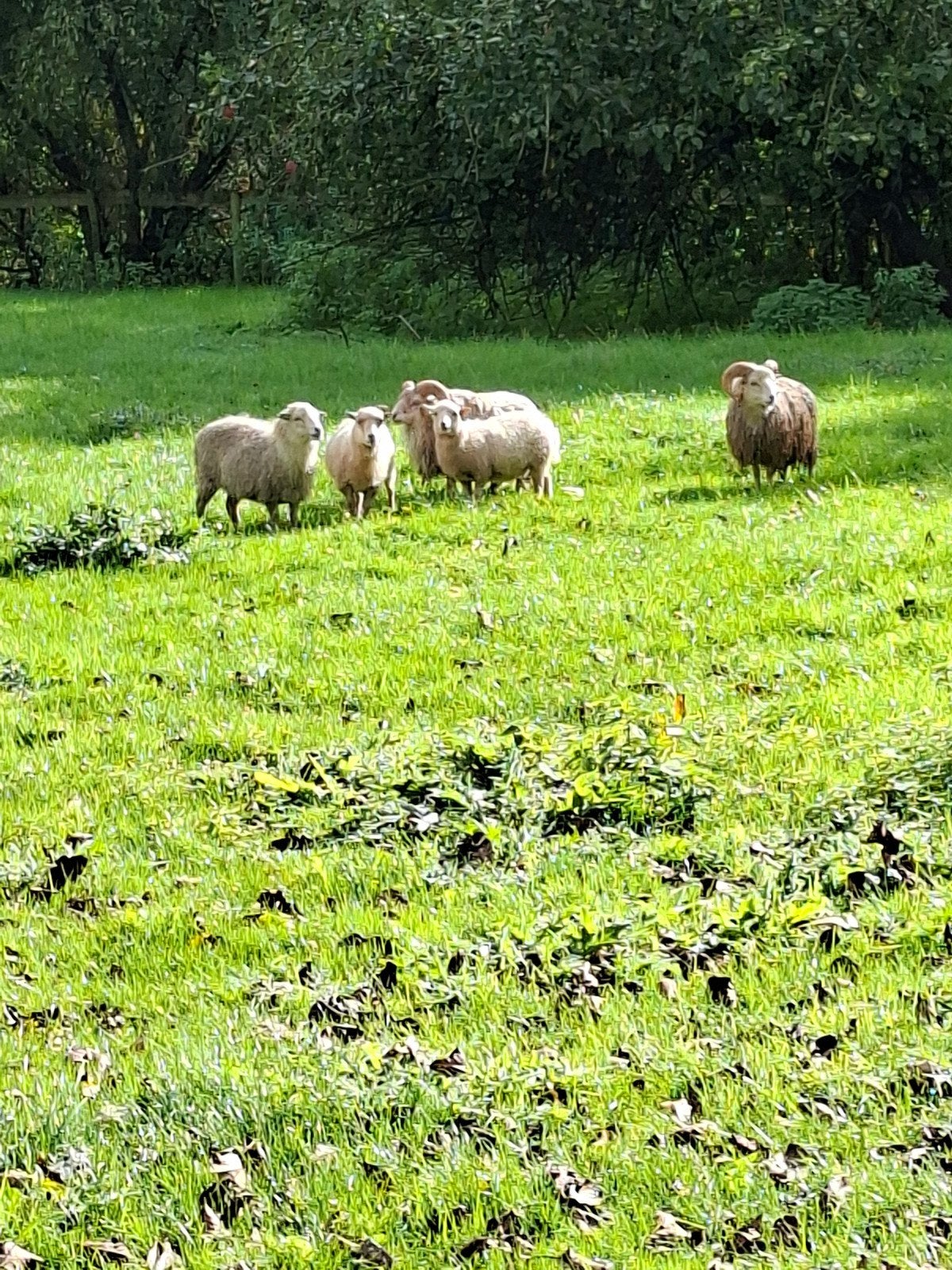 5 witte Qussant schapen 3 vrouwelijk 2 mannelijk, Dieren en Toebehoren, Meerdere dieren, Schaap, 0 tot 2 jaar