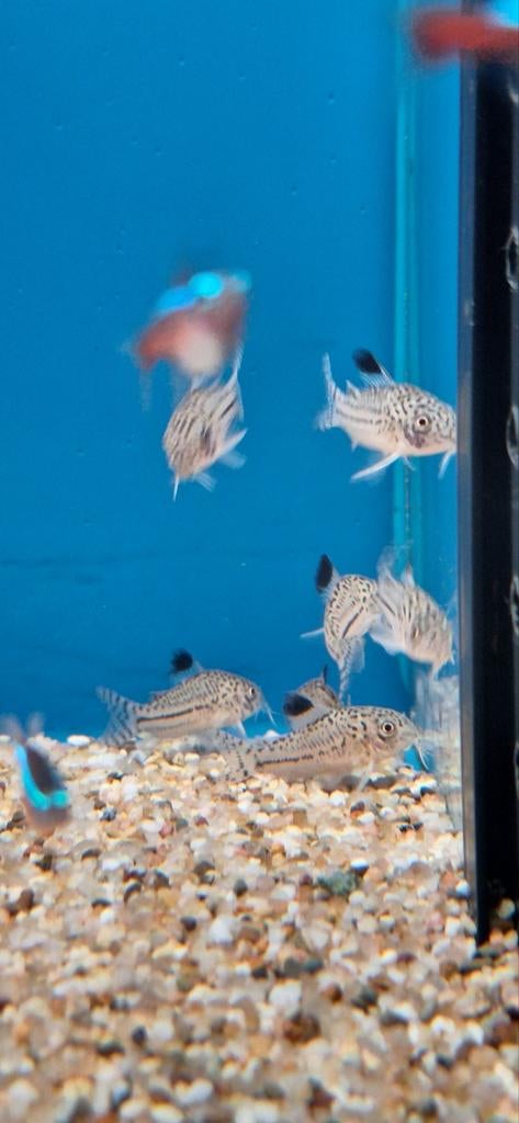 Pantsermeerval corydoras julii aquarium vissen kopen, Dieren en Toebehoren, Vissen | Aquariumvissen, Vis