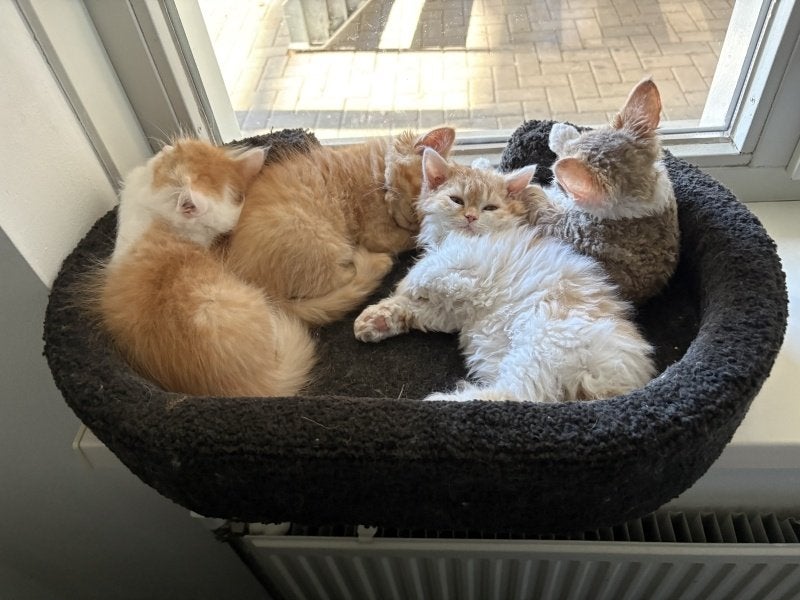Selkirk rex kittens zoeken nieuw personeel, Meerdere dieren, Met stamboom, 0 tot 2 jaar