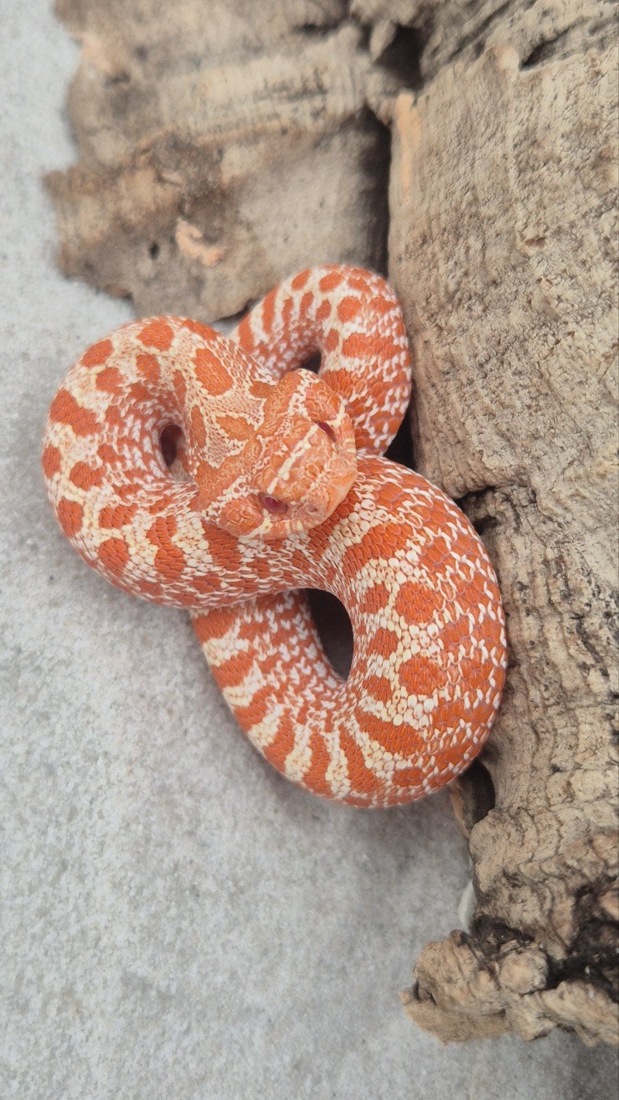 Ex red albino haakneusslang Hognose Snake - female for sale from De Jong