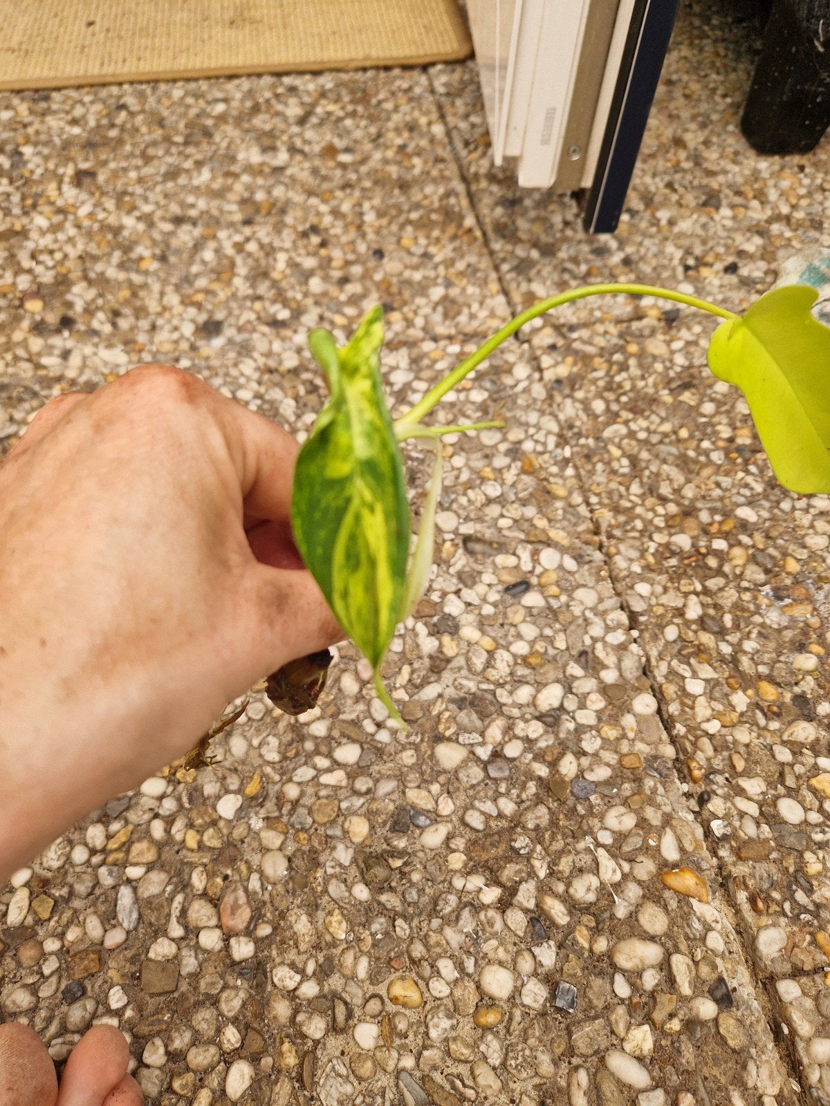philodendron florida beauty / green, Ophalen, Overige soorten, Halfschaduw, Minder dan 100 cm