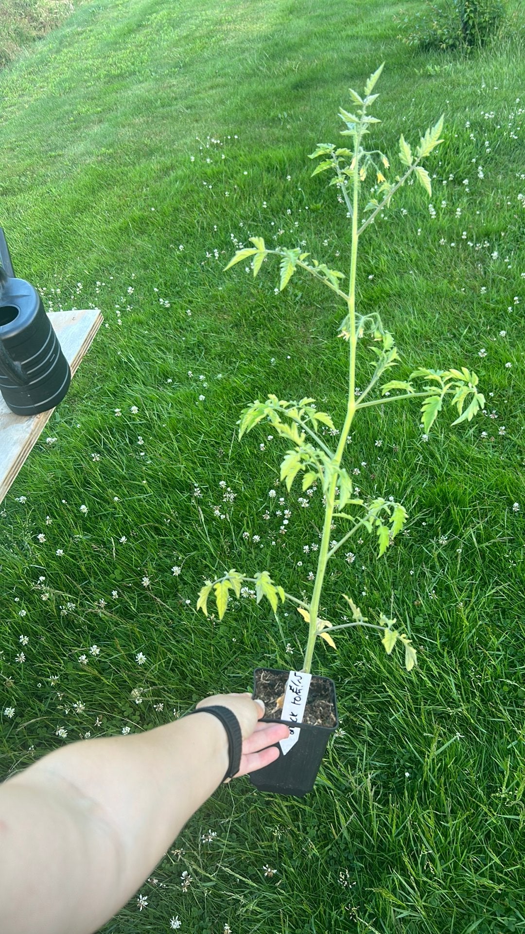 Laatste moestuin plantjes, Ophalen, Overige soorten, Minder dan 100 cm