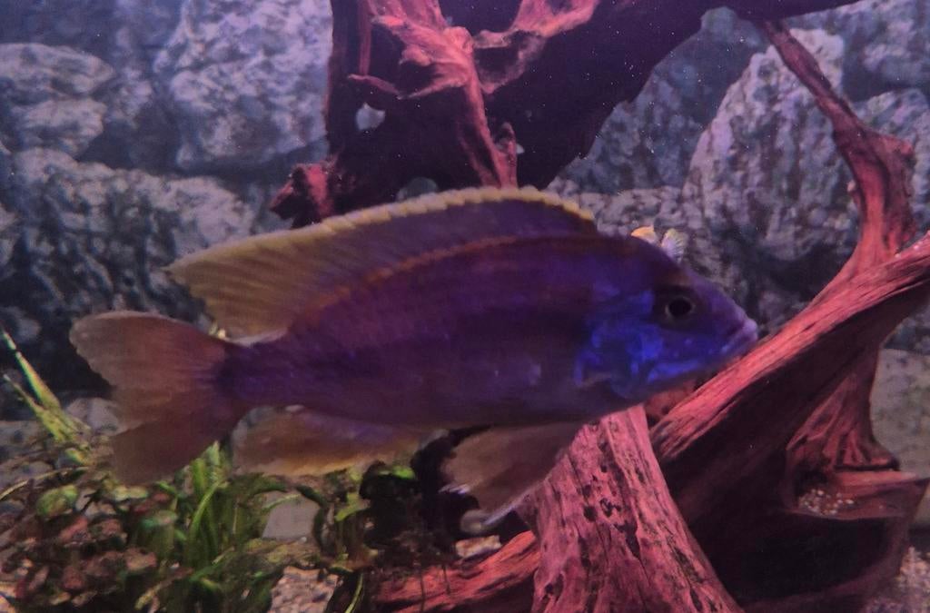 Malawi cichliden ivm ander visbestand, Dieren en Toebehoren, Vissen | Aquariumvissen, Vis