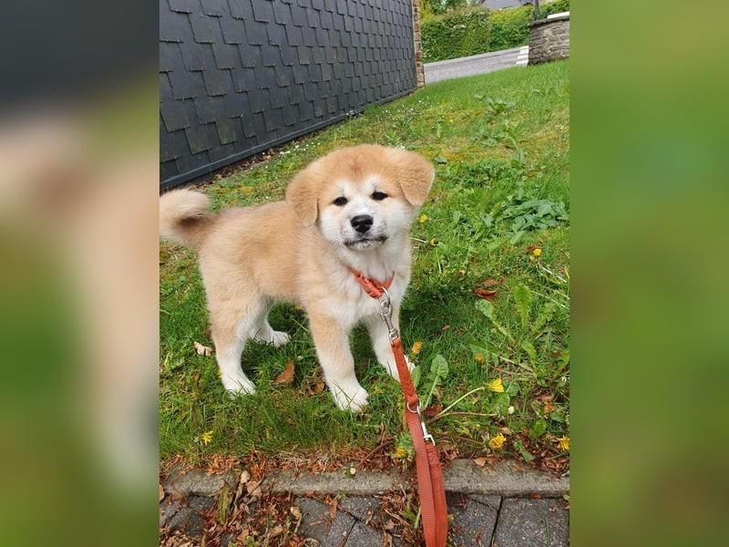 Akita inu pups met stamboom, Dieren en Toebehoren, Honden | Poolhonden, Keeshonden en Oertypen, Meerdere dieren, Overige rassen