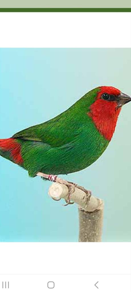 Gezocht., Dieren en Toebehoren, Vogels | Overige Vogels, Mannelijk