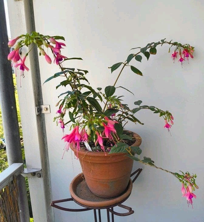 Winterharde fuchsia 'Andromeda', Ophalen, Overige soorten, Volle zon